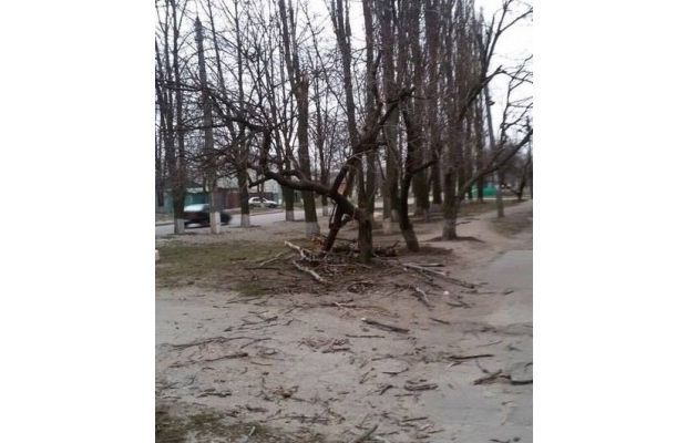 В Харькове сильный ветер валил деревья и срывал вывески