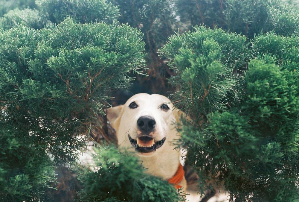 Море позитива: фотоподборка самой счастливой в мире собаки