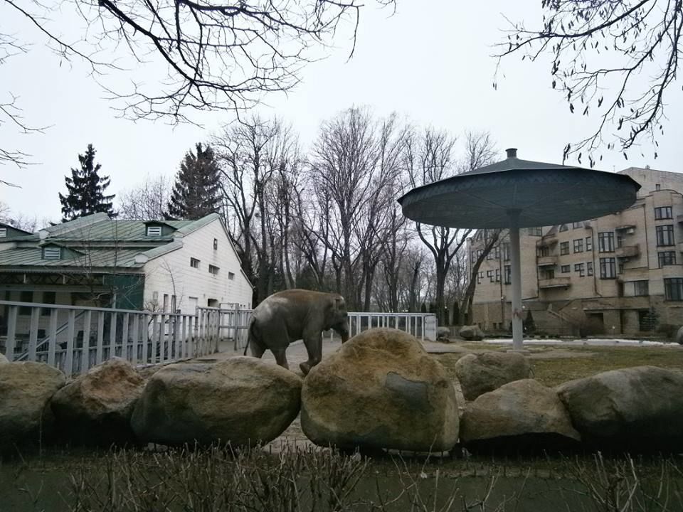 Слон Хорас из киевского зоопарка за зиму потолстел на 100 кг