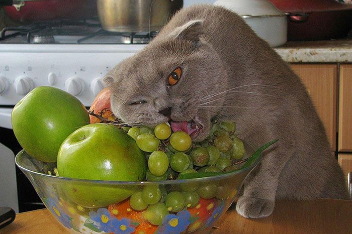 Кошки, которые любят суши, арбуз, оливки. Опубликованы фото