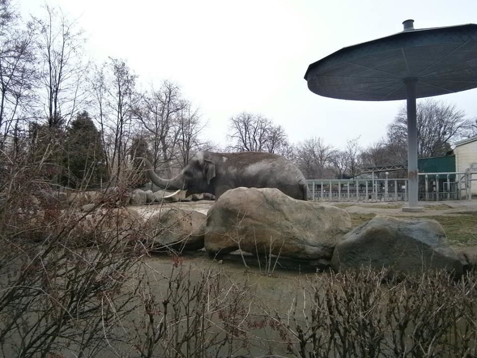 Слон Хорас из киевского зоопарка за зиму потолстел на 100 кг