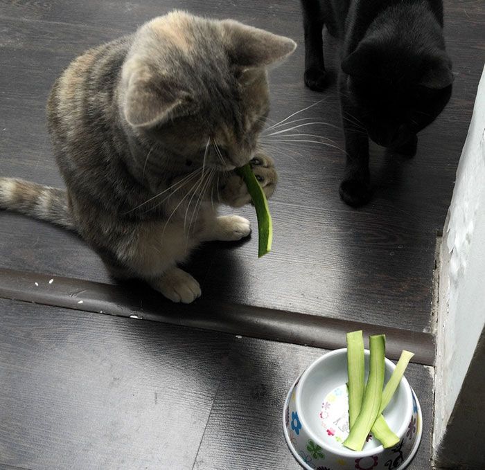 Кошки, которые любят суши, арбуз, оливки. Опубликованы фото  