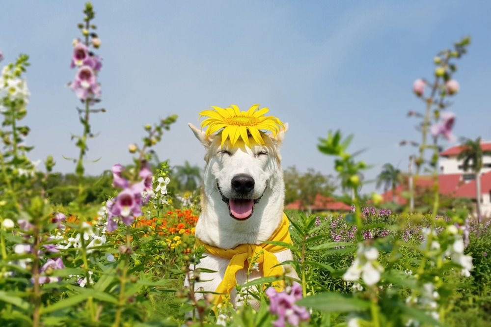 Море позитива: фотоподборка самой счастливой в мире собаки