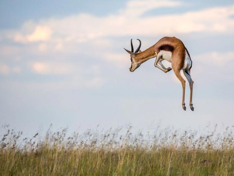 National Geographic опубликовал лучшие фото дикой природы за март 2015