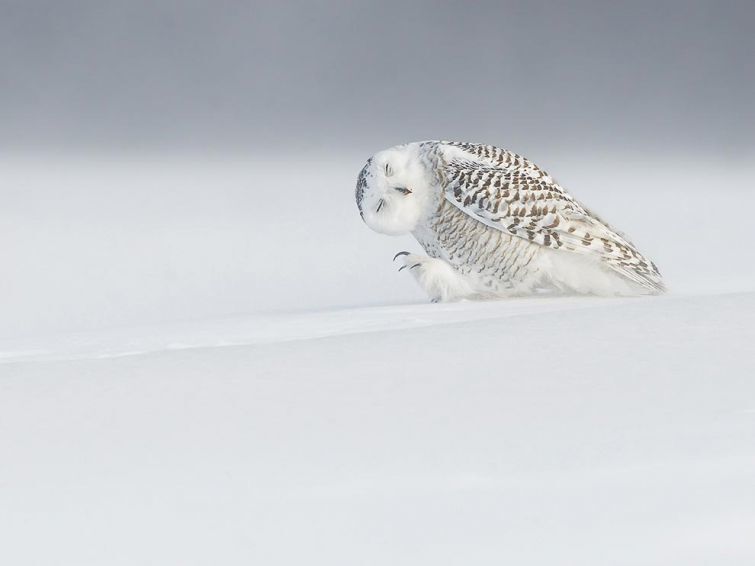 National Geographic опубликовал лучшие фото дикой природы за март 2015