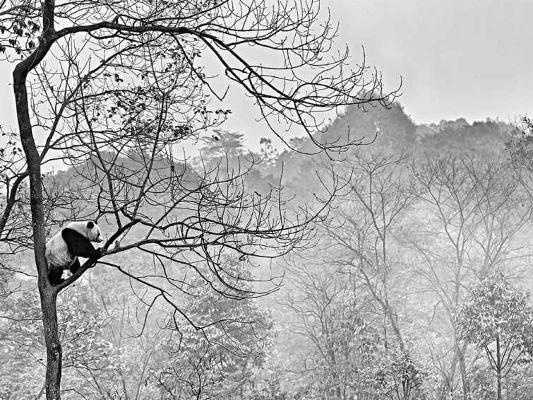 National Geographic опубликовал лучшие фото дикой природы за март 2015