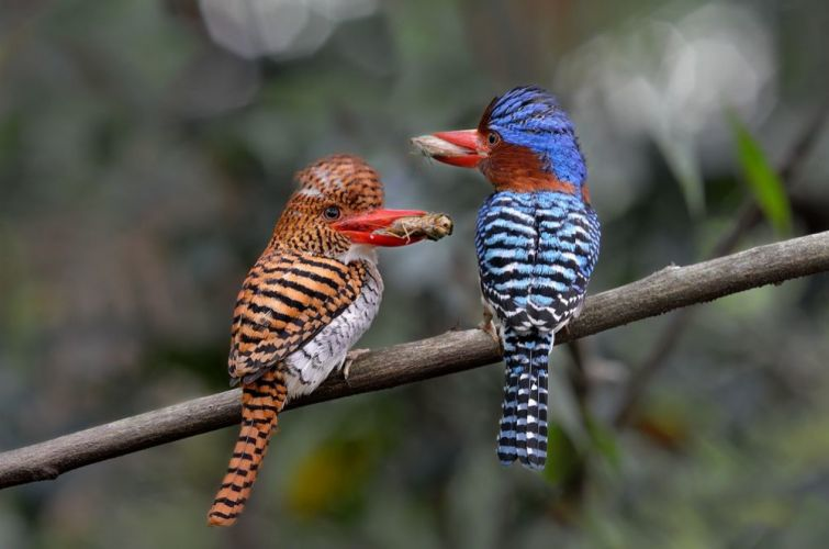 National Geographic опубликовал лучшие фото дикой природы за март 2015