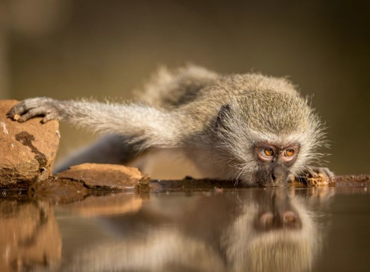 National Geographic опубликовал лучшие фото дикой природы за март 2015
