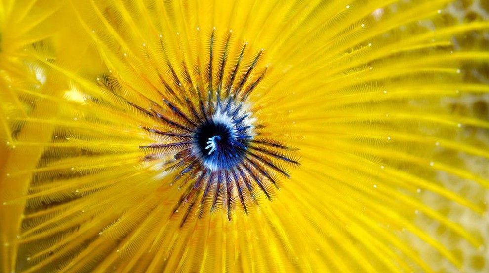 Глубинная красота: удивительные краски подводного мира