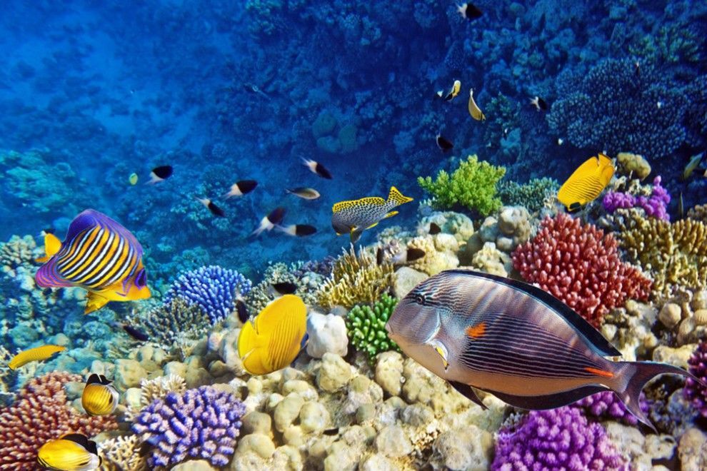 Глубинная красота: удивительные краски подводного мира