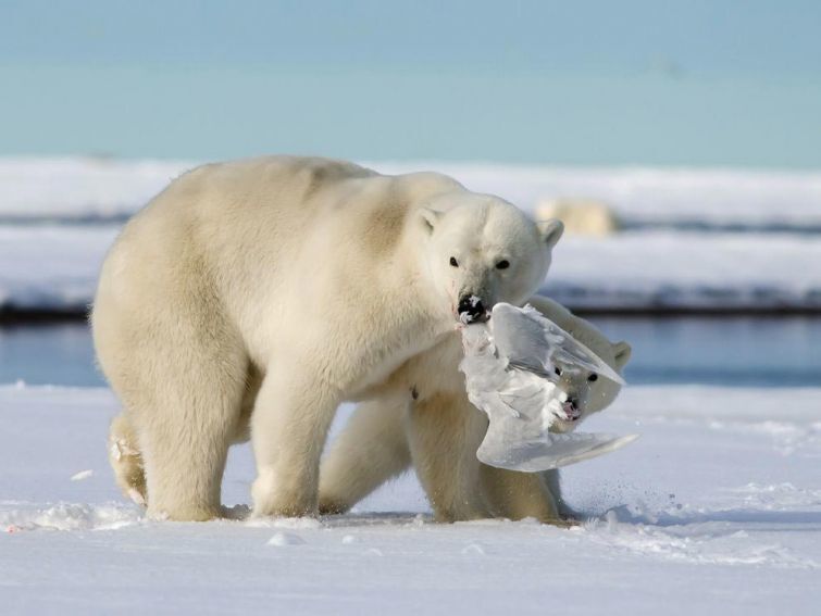 National Geographic опубликовал лучшие фото дикой природы за март 2015
