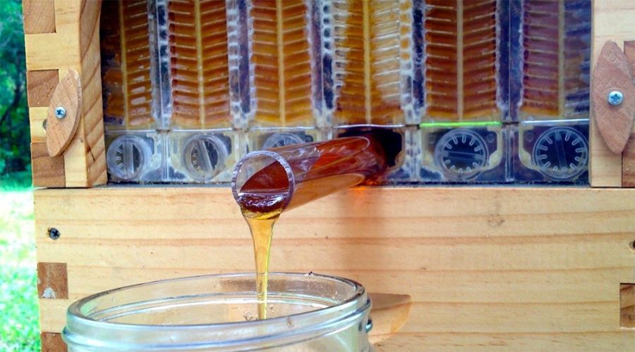 В Австралии изобрели "умный" улей, который сам качает мед
