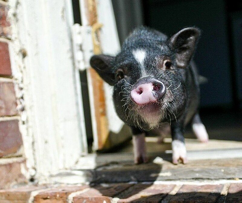 Мини-пиги: свинки, покорившие мир
