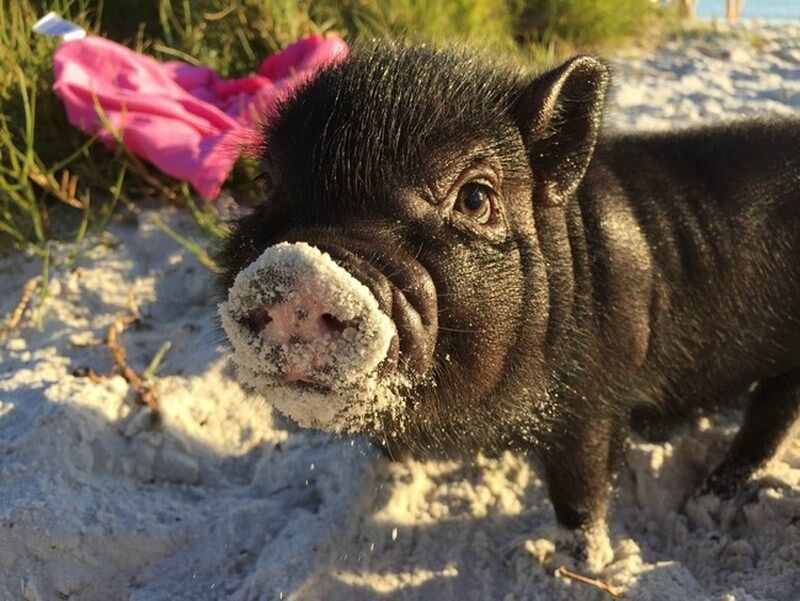 Мини-пиги: свинки, покорившие мир