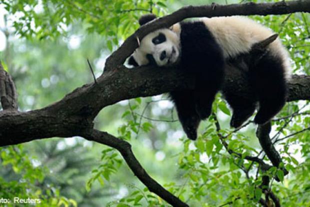 Научись расслабляться, как панда