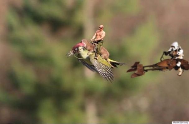 Верхом на ласке: сеть отреагировала фотожабами на удивительный снимок