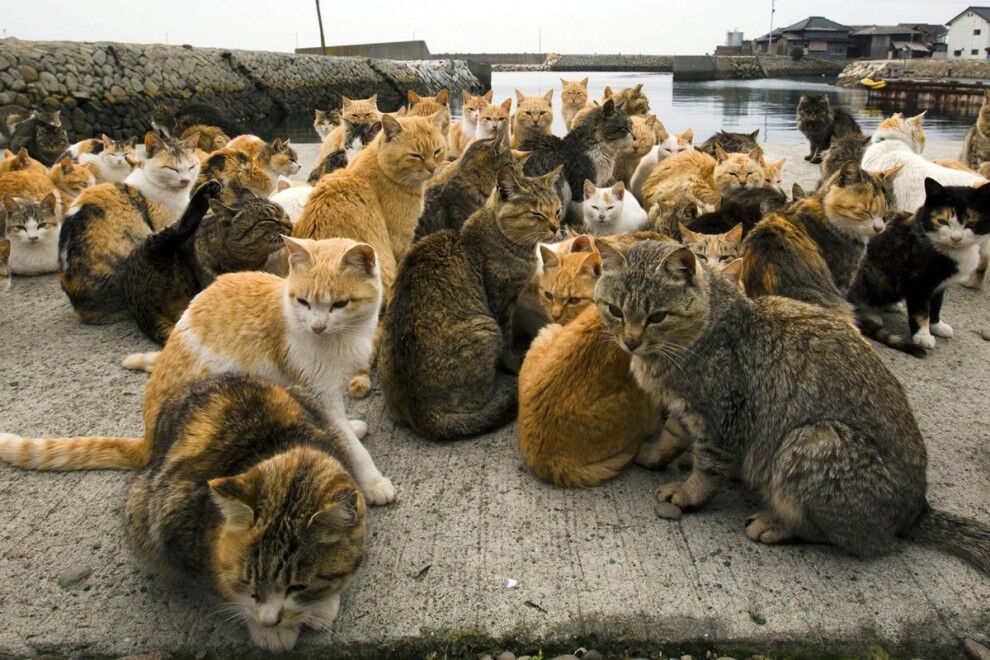 Остров кошек Аосима
