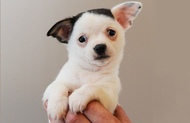 В Великобритании родилась собачка, похожая на Гитлера: фотофакт