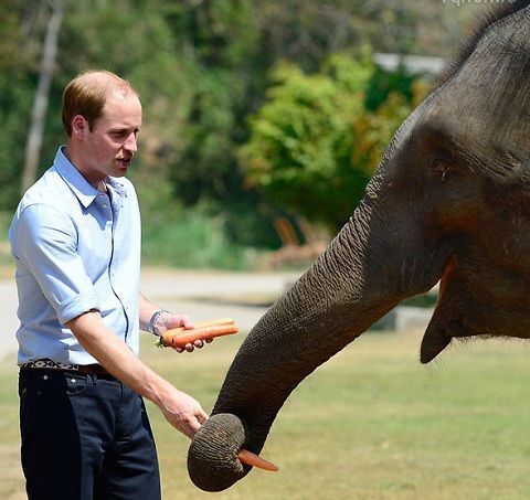Принц Уильям стремительно лысеет