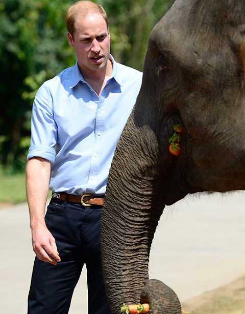 Принц Уильям стремительно лысеет