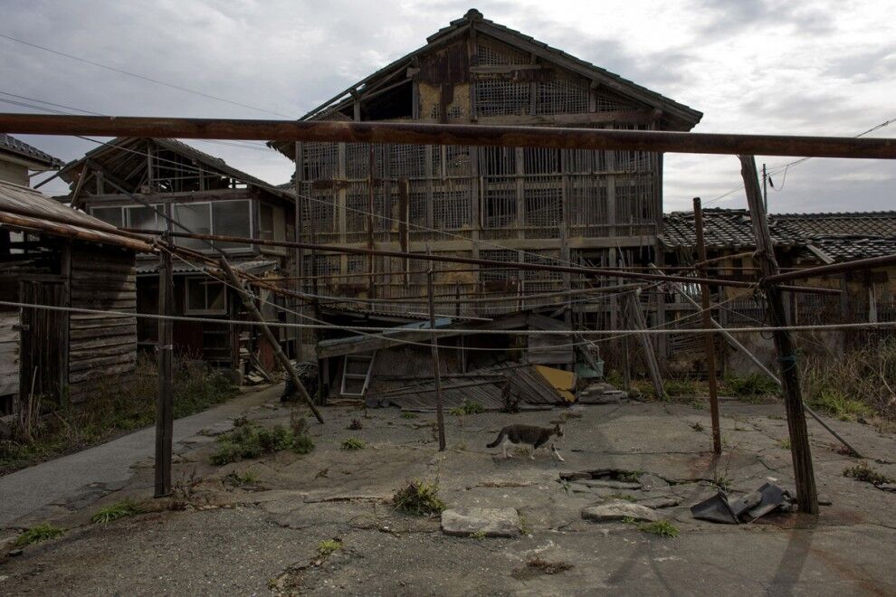 Остров кошек Аосима