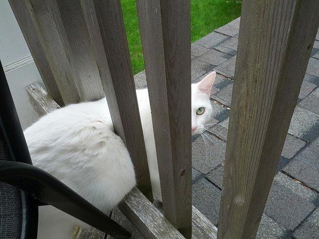 22 глупые кошки, попавшие в смешные и нелепые ситуации