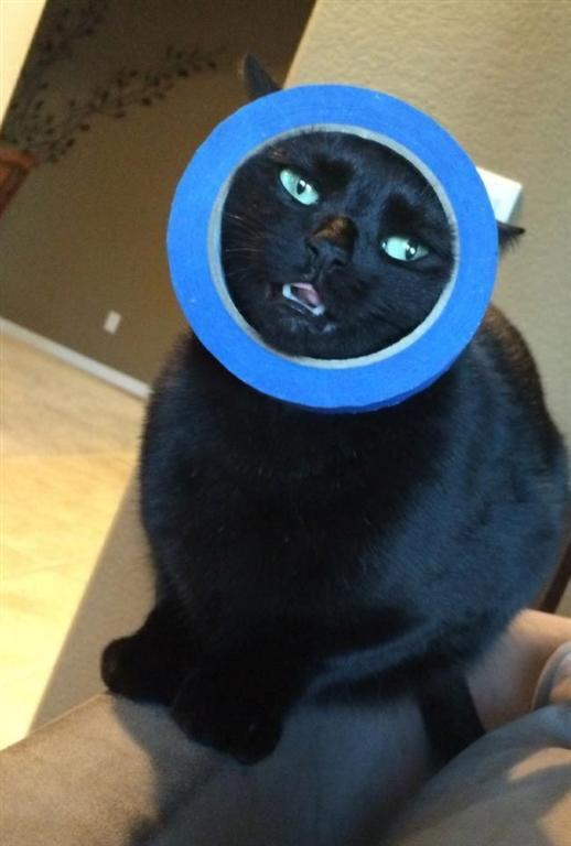 22 глупые кошки, попавшие в смешные и нелепые ситуации