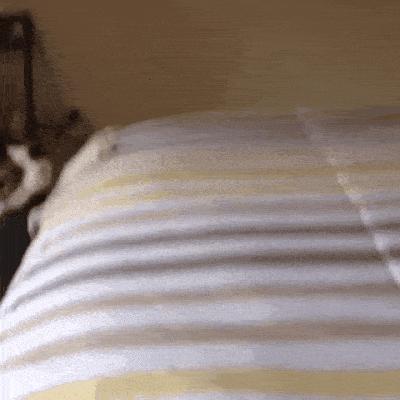 22 глупые кошки, попавшие в смешные и нелепые ситуации