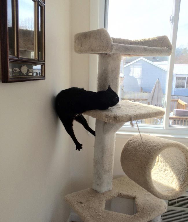 22 глупые кошки, попавшие в смешные и нелепые ситуации