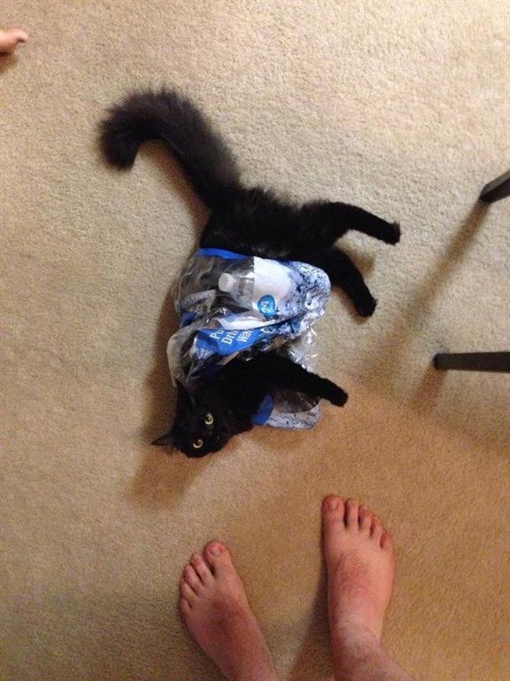 22 глупые кошки, попавшие в смешные и нелепые ситуации