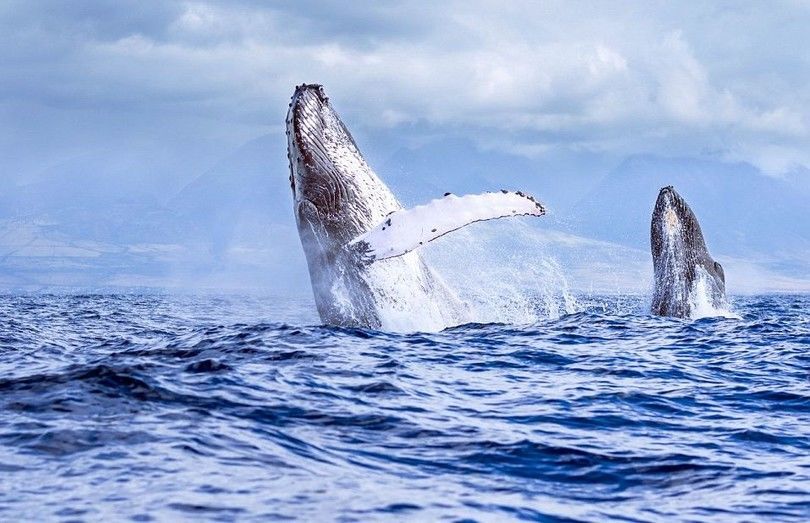 Американский фотограф сделал удивительные снимки прыжка гигантских китов на Гавайях