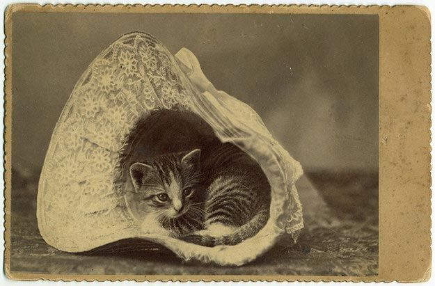 Они правили миром всегда: 25 потрясающих винтажных фото котов