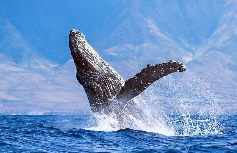 Американский фотограф сделал удивительные снимки прыжка гигантских китов на Гавайях