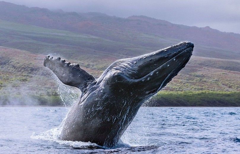 Американский фотограф сделал удивительные снимки прыжка гигантских китов на Гавайях