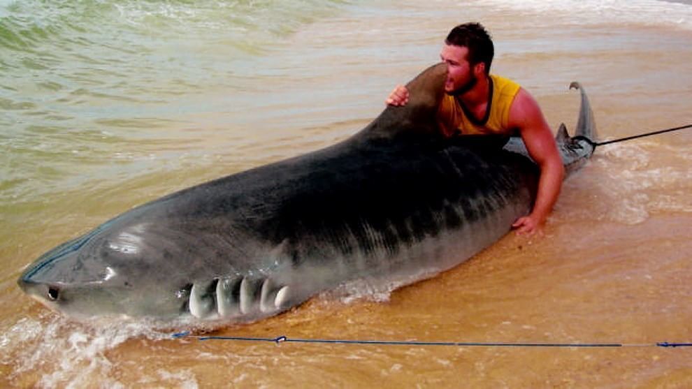 Австралиец поймал тигровую акулу голыми руками