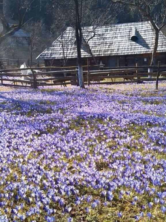 Колочава в цветах весны: на Закарпатье отцвели редкие крокусы