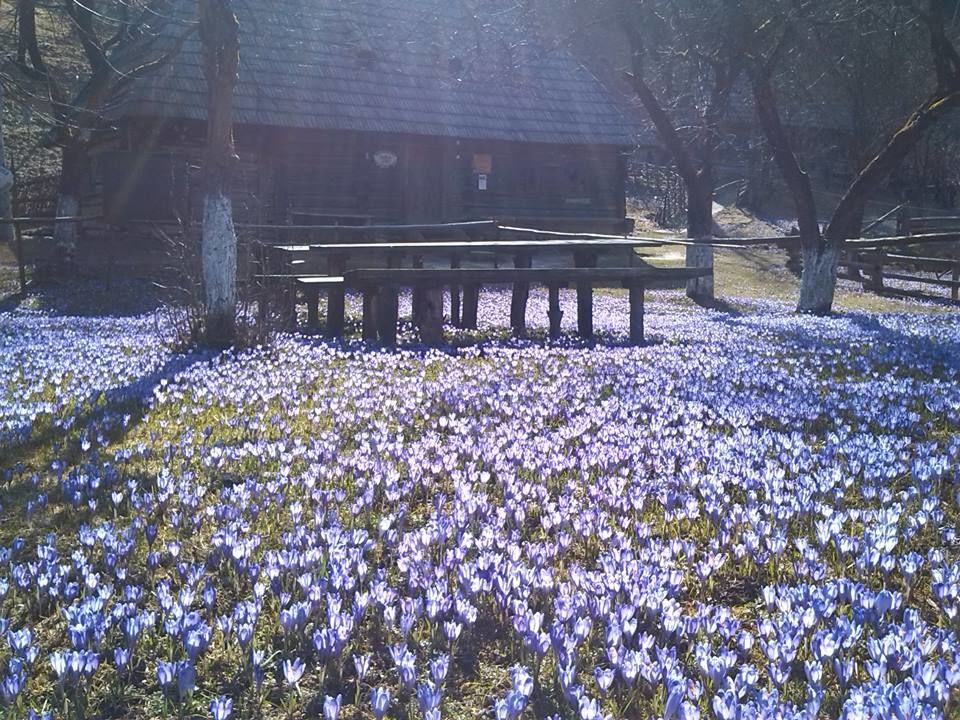 Колочава в цветах весны: на Закарпатье отцвели редкие крокусы