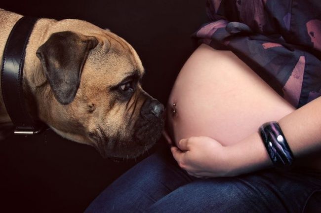 20 собак, которые очень ждут рождения малышей