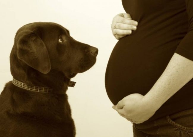 20 собак, которые очень ждут рождения малышей