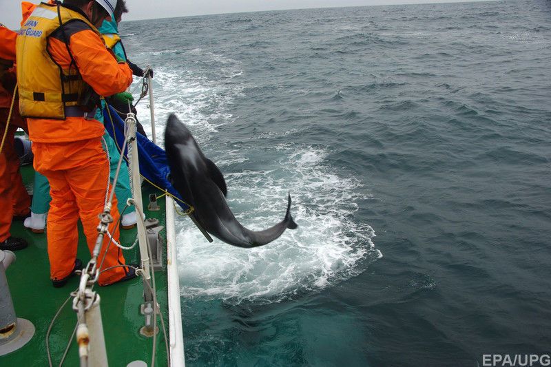 Полторы сотни дельфинов неожиданно выбросились на пляж в Японии: опубликованы фото и видео