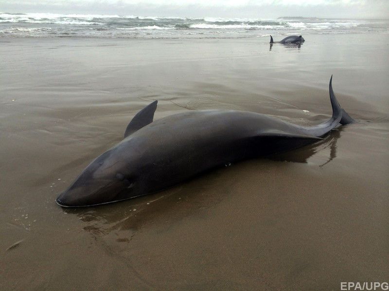 Полторы сотни дельфинов неожиданно выбросились на пляж в Японии: опубликованы фото и видео