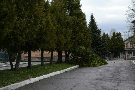 На Западе Украины ураган выкорчевывал деревья и ломал билборды