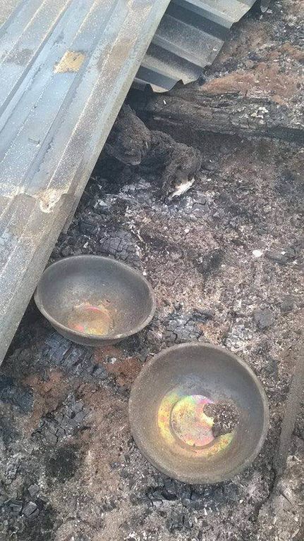 Под Киевом на Пасху подожгли приют для животных: погибло 70 собак