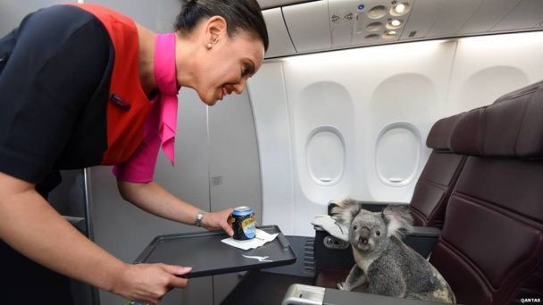 В Сети появились забавные фото полета коалы в самолете 