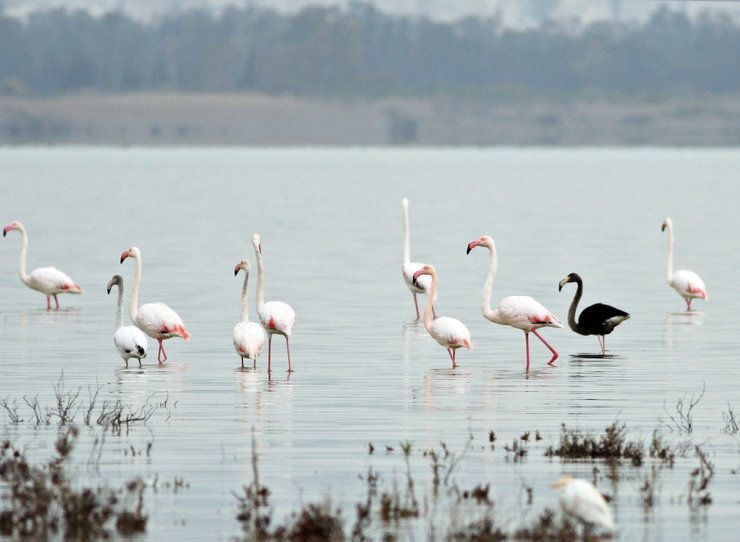 Черный фламинго — единственная такая птица в мире