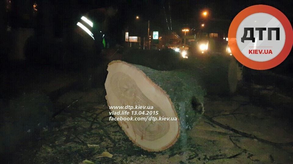 В Киеве на дорогу упало огромное дерево: фотофакт