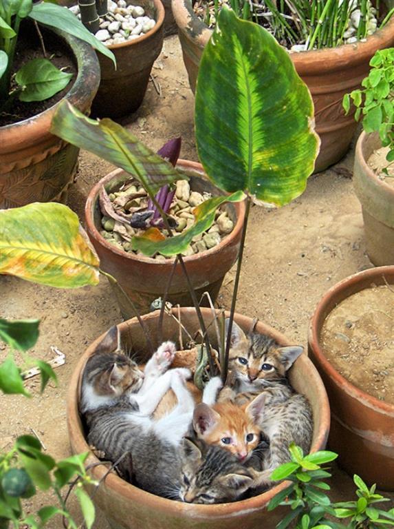 18 доказательств того, что коты - это растения