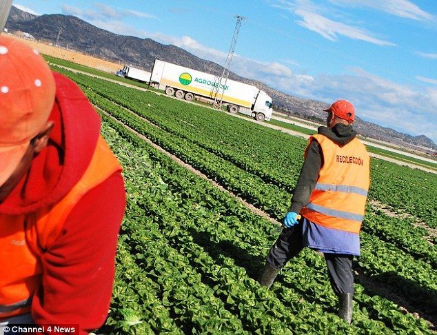 Мигранты в "рабских" условиях собирают овощи для супермаркетов Европы. Фотофакт