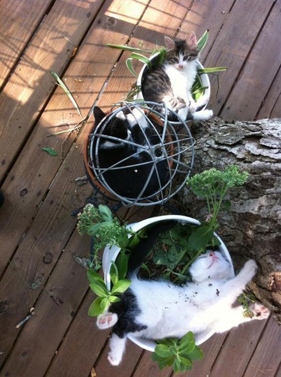 18 доказательств того, что коты - это растения