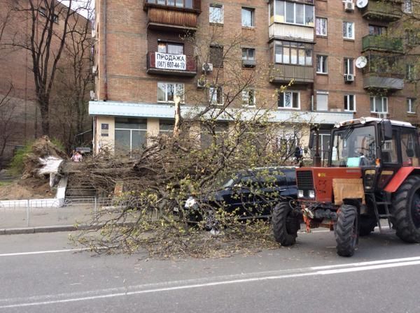 В Киеве упавшие на дорогу деревья повредили автомобили. Фотофакт